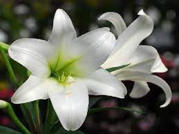 Nó giúp cho chúng ta nhớ lâu hơn và vận dụng dễ dàng hơn trong các tình huống. Y NghÄ©a Hoa Loa Ken Loai Hoa TÆ°á»£ng TrÆ°ng Cho Lá»i Chuc TrÄƒm NÄƒm Hoa Há»£p Nekko Shop