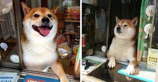 Pin On Shiba Inu