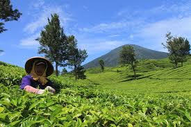Manfaat teh hitam gunung dempo. Jenis Teh Dan Morfologinya Halaman All Kompas Com
