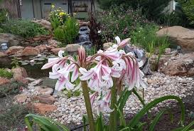 Image result for Crinum stuhlmannii