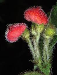 Image result for Streptocarpus eylesii × michelmorei