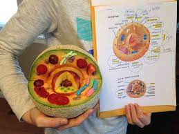 Animal cell project with fruit. 9 Animal Cell Project Ideas In 2021 Cells Project Animal Cell Project Animal Cell