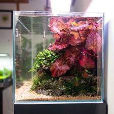 Image result for Nymphaea lotus