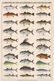 Fish Identification Wild West Charters