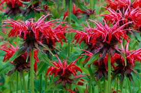 Image result for Monarda didyma