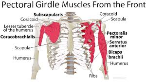 Diagram Posterior Shoulder Muscle Diagram Full Version Hd Quality Muscle Diagram Salvationjourneydiagram Siracusahomecoming It They produce the characteristic shape of the shoulder, and can be divided into two groups posterior shoulder muscle diagram full