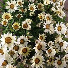 Seeds, supplies, and on sale. Gazania Seeds New Day White Gazania Linearis 15 Thru 200 Seeds Etsy Flower Seeds Seeds For Sale Seeds