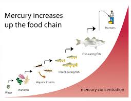 Biomagnification Of Mercury Up The Food Chain Food Chain Anti Aging Medicine Mercury