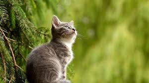Contoh kalimat benda hidup kucing. 35 Kata Kata Indah Tentang Kucing Inspirasi Untuk Kehidupan Ragam Bola Com