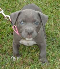 But is this claim accurate? Pitbull Puppies Pets And Animals For Sale Houston Tx