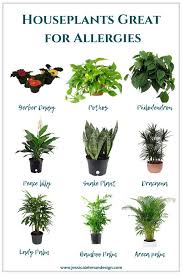 Best Indoor Houseplants For Allergies Jessica Lehman Design Plants Household Plants Houseplants Indoor