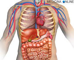 Dove si trova il fegato e come è fatto. Si Puo Vivere Senza Fegato Con Meta Fegato O Con Fegato Malato Medicina Online
