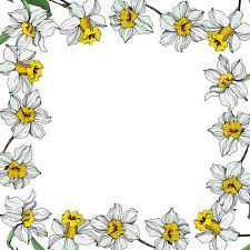 Διάνυσμα Νάρκισσος Λευκά Λουλούδια Με Πράσινα Φύλλα. Royalty-Free  Διανυσματική Εικόνα