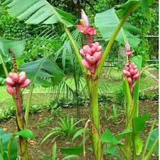 Pisang kalatea merupakan jenis pisang hias yang bisa di pergunakan untuk penanaman pot ataupun penanaman area taman,pisang kalatea lebih sering di gunakan untuk konsep taman tropis, pisang kalatea merupakan jenis pisang hias yang memiliki daun yang berbentuk lebar pisang hias kalatea sering di. Jual Bibit Bunga Pisang Songgo Langit Di Lapak Alamanda Bukalapak