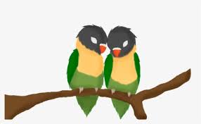 Cara gambar ikan paus kartun.setelah anda mengetahui tentang karakteristik ikan paus selanjutnya yaitu mari mengetahui cara pembuatan sketsa gambar ikan paus dan cara mewarnai sketsa gambar tersebut berikut ini informasinya. Love Birds By Anime Gambar Love Bird Anime Hd Png Download Transparent Png Image Pngitem