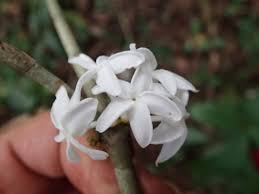 Image result for Pleiocarpa