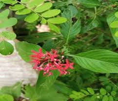 Image result for Dialium holtzii