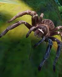 Camel spiders are only legal as house pets in some parts and areas of the world. Brazilian Salmon Pink Tarantula Planet Zoo Wiki Fandom