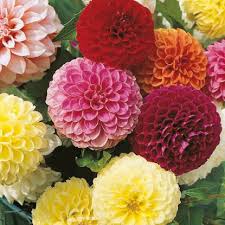 Image result for Dahlia x pinnata `Redskin`