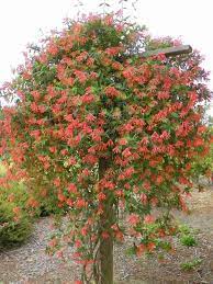 Building A Support For Coral Honeysuckle Honeysuckle Vine Trellis Plants Evergreen Vines