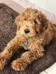Check to see our available goldendoodle puppies. Pin On Cute Baby Animals