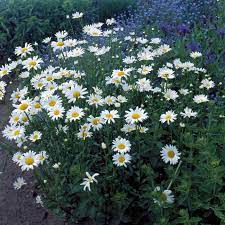 Becky Shasta Daisy Shasta Daisies Hardy Plants Perennials