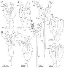 Oug 195/2002 ⋆ citeste toate articole despre oug 195/2002 pe universul.net ⋆ pagina din 1 ». Diversity Free Full Text The Current State Of Eunicida Annelida Systematics And Biodiversity Html