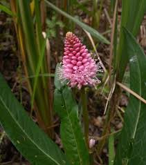 Image result for Persicaria meisneriana