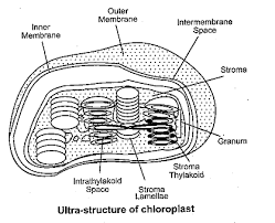 The other components are stromal lamellae, thylakoid, stroma and starch. Describe The Ultra Structure Of Chloroplast