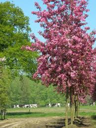Yes, all parts of the pokeweed plant, especially unripe green berries, are extremely toxic to people, and likely dogs. Malus Rudolph Flowering Crab Van Den Berk Nurseries