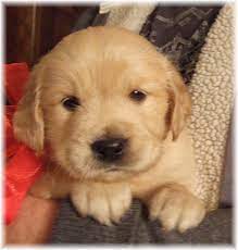 Golden retrievers are a common choice for house pets due to their loyal, gentle and friendly nature. Akc Golden Retriever Puppies For Sale Georgia Puppies Golden Retriever Cute Puppies