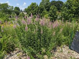 Image result for Epilobium