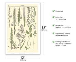 Image result for Poaceae