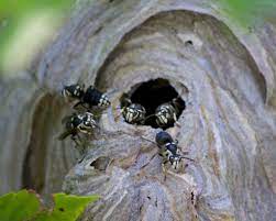 How do hornets make their nests? 6 Steps To Get Rid Of Hornets Insight Pest