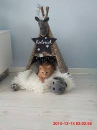 Home Sweet Home De 10 Leukste Katten Huisjes Om Zelf Te Maken Maison Chat Tente Pour Chat Tipi Pour Chat