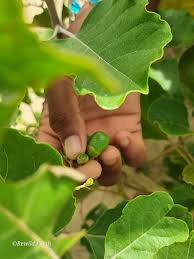 Image result for Vitex doniana