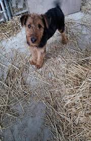 Our dogs typically carry one or a combination of three basic bloodlines. Airedale Terrier For Sale In Alliance Ohio Classified Americanlisted Com