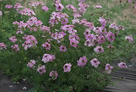 Image result for Verbena × hybrida