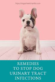 3 Remedies To Stop Dog Urinary Tract Infections In 2020 Dog Uti Urinary Tract Infection Dog Diapers