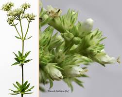 Image result for Agathisanthemum bojeri