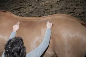 Relieve Your Horse S Back Tightness With Massage Expert How To For English Riders