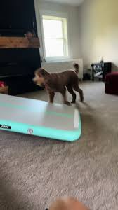 #goldendoodle #nationaldogday