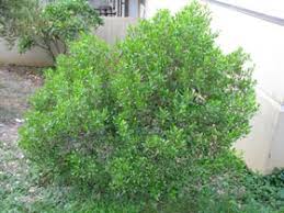 Image result for Dodonaea viscosa