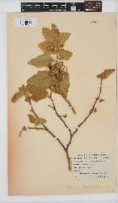 Image result for Amauropelta bergiana