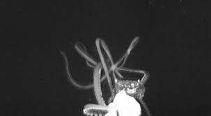 3,737 likes · 10 talking about this. Noaa Funded Expedition Captures Rare Footage Of Giant Squid In The Gulf Of Mexico Welcome To Noaa Research
