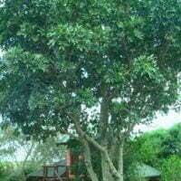 Image result for Ekebergia