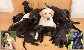 Labrador retrievers are an adorable and popular dog breed that can make a great addition to your household. White Labrador Gives Birth To 13 Puppies And Each One Has Black Coat Daily Mail Online