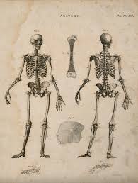 The best gifs are on giphy. Bones Six Figures Including Skeleton Seen From Front And Back Cross Section And Surface Of A Bone And A Hand And Foot Line Engraving By Kirkwood Sons 1813 Wellcome Collection