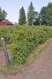 Check spelling or type a new query. How To Grow Your Own Raspberries Gardener S Path