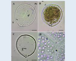 Image result for Vitellariopsis